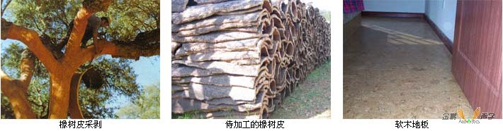 软木来源与应用
